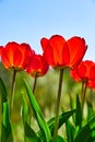 Spring red flower tulips bunch dutch flowers