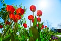 Spring red flower tulips bunch dutch flowers