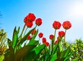 Spring red flower tulips bunch dutch flowers