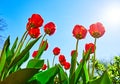 Spring red flower tulips bunch dutch flowers