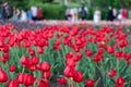 Tulip festival. Spring flowers in park with walking people. Royalty Free Stock Photo