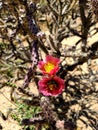 Spring Red Fushia Flowers Blossoms  Cactus  Cholla  Plants  Native Desert  Vegatation  Plants Nature Photography Royalty Free Stock Photo