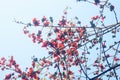 Spring, red kapok flowers, very beautiful