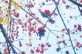Spring, red kapok flowers, very beautiful Royalty Free Stock Photo