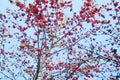Spring, red kapok flowers, very beautiful Royalty Free Stock Photo