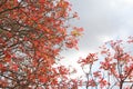 Spring red leaves India