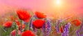 Spring red poppies flowers primroses on a beautiful pink background macro. Blurred gentle sky-sunset background. Floral nature Royalty Free Stock Photo