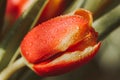 Spring, red tulip with dew drops Royalty Free Stock Photo