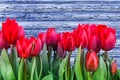 Spring red tulips blooming with green stalks against a rustic blue wooden background