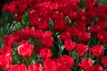 Spring red tulips