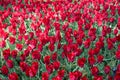 Spring red tulips