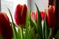 Spring red-yellow tulips