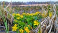 In spring, reeds grow in the water near the shore of the overflowing river and yellow Caltha palustris flowers bloom. There is a p