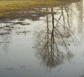 Spring reflection. Tree reflecion in water. Royalty Free Stock Photo