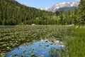 Spring Reflections, Cub Lake Royalty Free Stock Photo