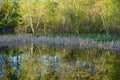 Spring Reflections On A Woodland Pond