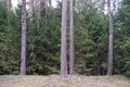 Spring in the reserved forest. Tall pines and dense firs. Royalty Free Stock Photo