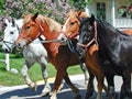 Spring Return of the Horses to Mackinac Island Royalty Free Stock Photo