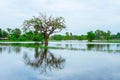 Oak Tree, Tree, Flood, Lake, Leaf Vegetable