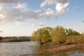 Spring river trees at river shore in spring landscape.