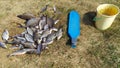 In spring, roach, silver breams and breams caught by a fisherman in the river lie on the dry coastal grass. There is a plastic buc Royalty Free Stock Photo