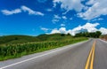 Spring road and green leaves