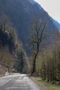 spring road in the mountains with trees overgrown with green moss Royalty Free Stock Photo