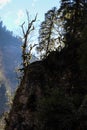 spring road in the mountains with trees overgrown with green moss Royalty Free Stock Photo