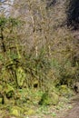 spring road in the mountains with trees overgrown with green moss Royalty Free Stock Photo