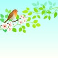 Spring Robin