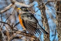 A spring robin cleaning and preening in the scrub oaks spreading its wings Royalty Free Stock Photo