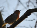 Spring Robin sings loudly from its branch