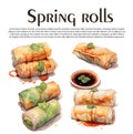 spring roll with shrimp, herbs, vegetables, avocado. Cliparts. Vector illustration of traditional Chinese cuisine and Royalty Free Stock Photo