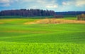 Spring Rolling Green Hills With Fields Of Wheat. Royalty Free Stock Photo