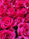 Spring rose flower blossom red bouquet plant