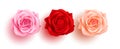 Spring rose flowers set vector design. Rose and camellia beautiful, fresh and blooming flower collection