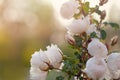 Spring roses on soft background. Colorful spring bouquet on blurred background banner with pastel bokeh Royalty Free Stock Photo