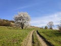 Spring rural landscape, blooming tree and dirt road