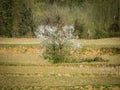 Spring rural landscape with blossoming Persian plum tree. Royalty Free Stock Photo