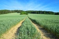 Spring rural landscape. Dirt road in wheat field.