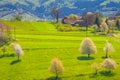 Spring rural landscape with flowering fruit trees on a sunny day Royalty Free Stock Photo