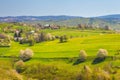 Spring rural landscape with flowering fruit trees on a sunny day Royalty Free Stock Photo