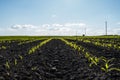 Spring rural landscape with green corn field in the sunset. Royalty Free Stock Photo