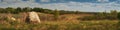 spring rural landscape. hilly field with green and dry grass, stones, arable land and forest under a blue cloudy sky. panoramic Royalty Free Stock Photo