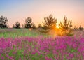 Spring rural landscape with purple flowers on a flowering meadow Royalty Free Stock Photo