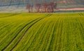 Spring rural landscape,rolling green hills