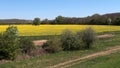 Spring rural landscape with yellow blossoming rapefield surrounded by lanes of broadleaf trees and field road in front.