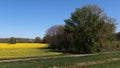 Spring rural landscape with yellow blossoming rapefield surrounded by lanes of broadleaf trees and field road in front.