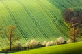 Spring rural nature landscape with blossoming flowering trees on green wavy rolling hills