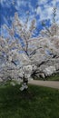 Spring's Arrival: Sakura Blossoms in the City